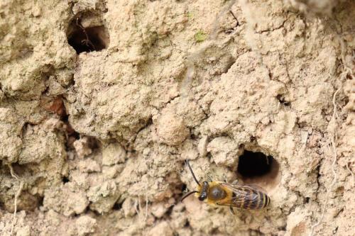Colletes sp.